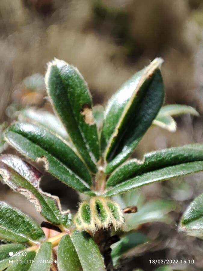 Polylepis sericea 6