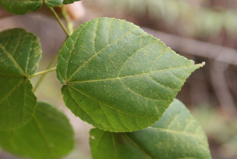 Dombeya 9