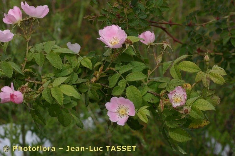 Deseglise-Rose 2