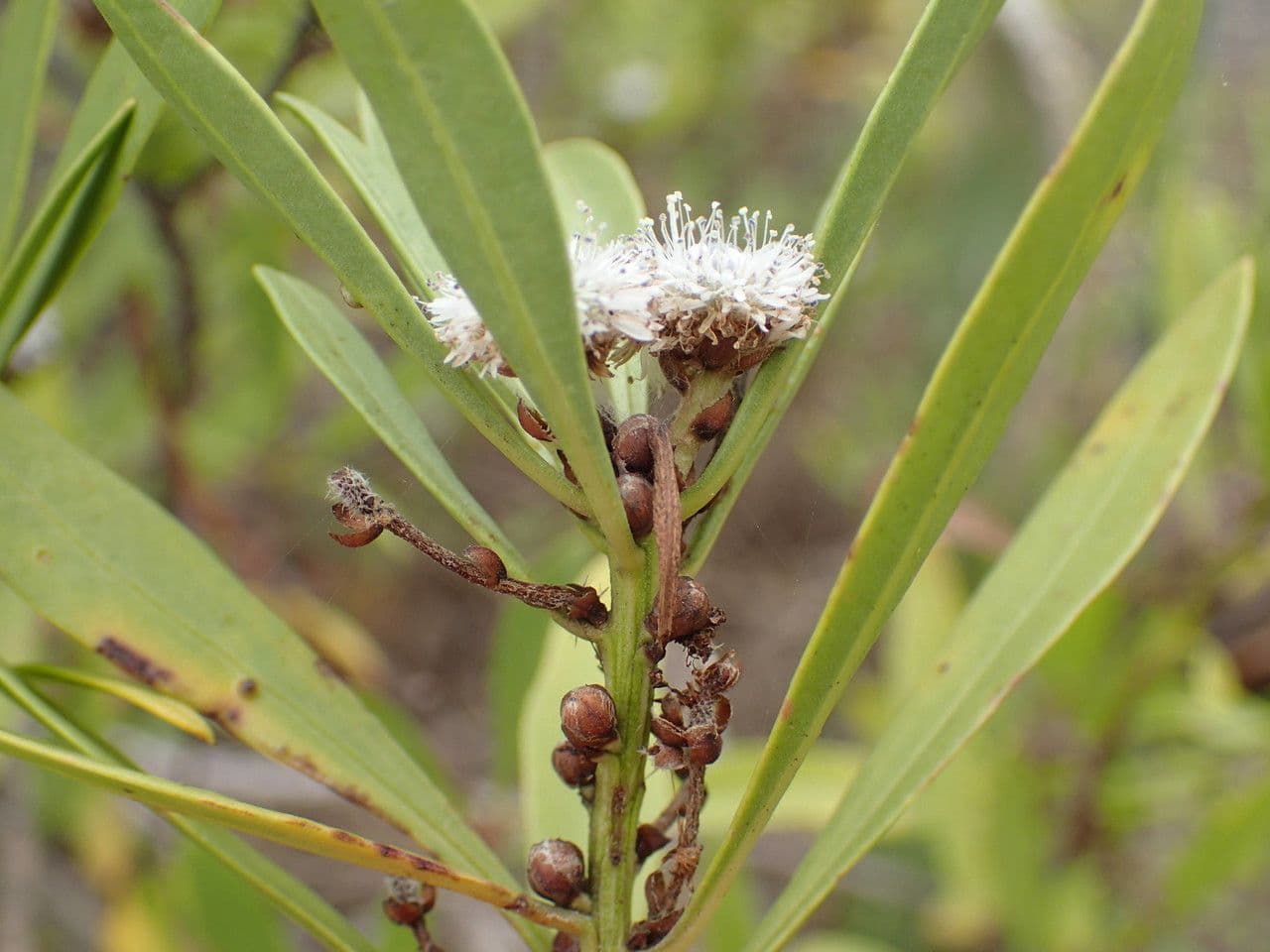 Globularia salicina 6