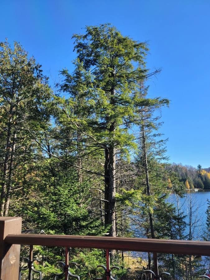 Tsuga del Canada 14