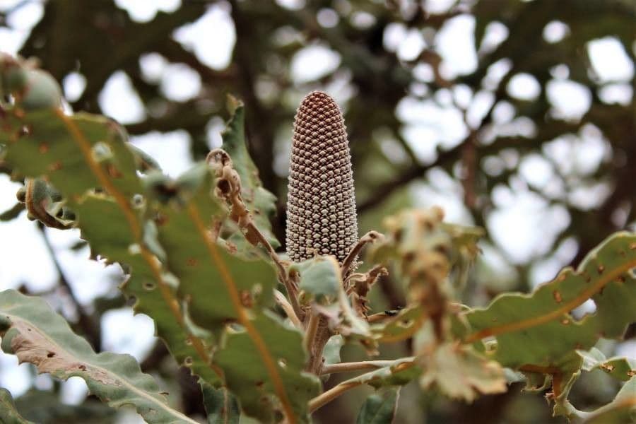 Banksia 8