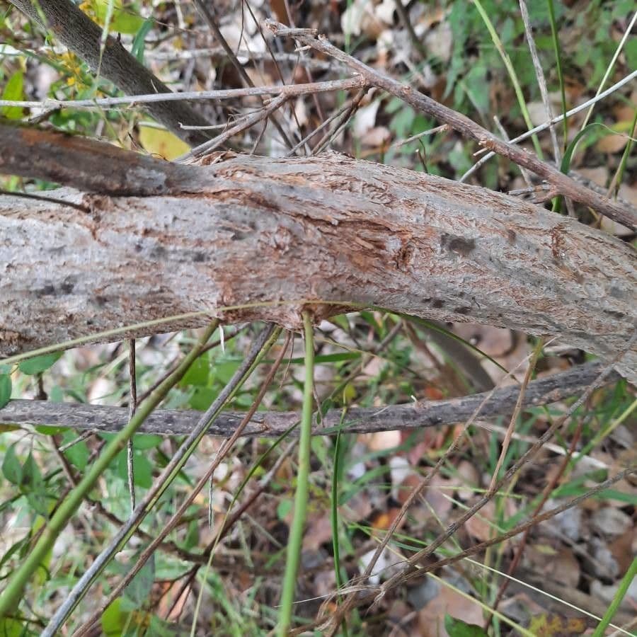 Baccharis neglecta 17