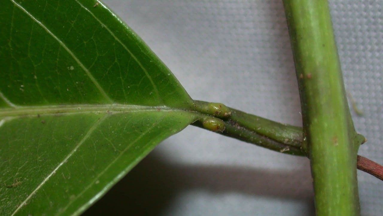 Passiflora lucida 6