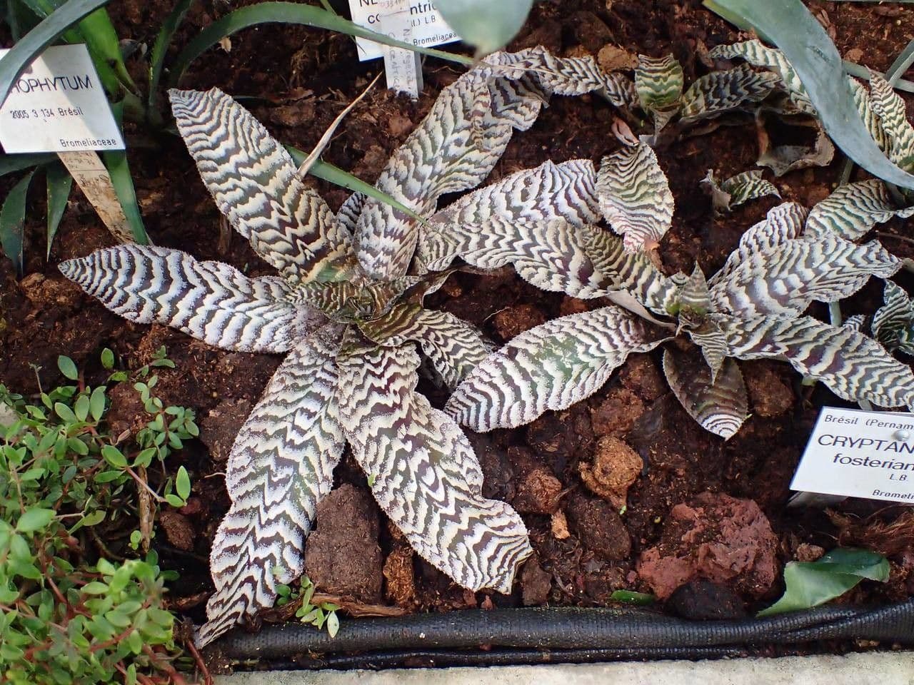 Cryptanthus 7