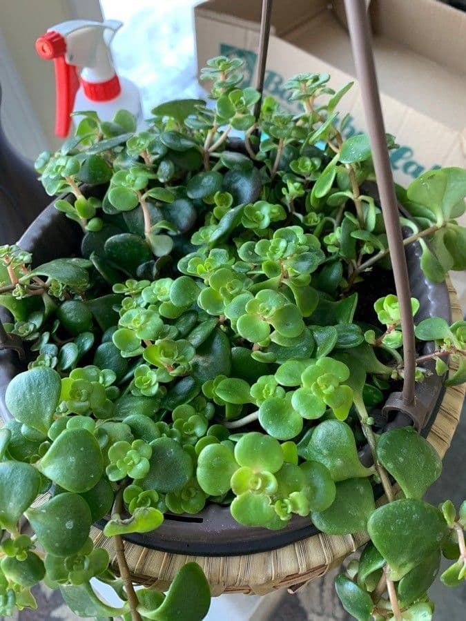 Sedum ternato 14