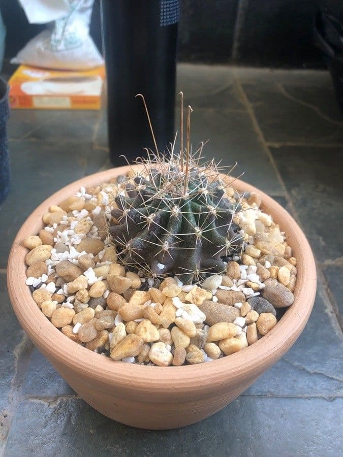 Cactus barile uncinato 19