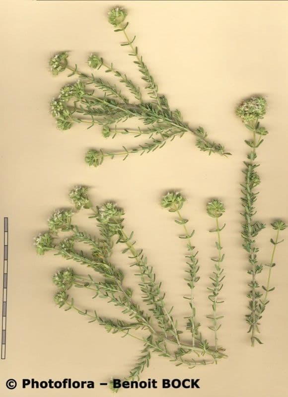 Teucrium lusitanicum 5
