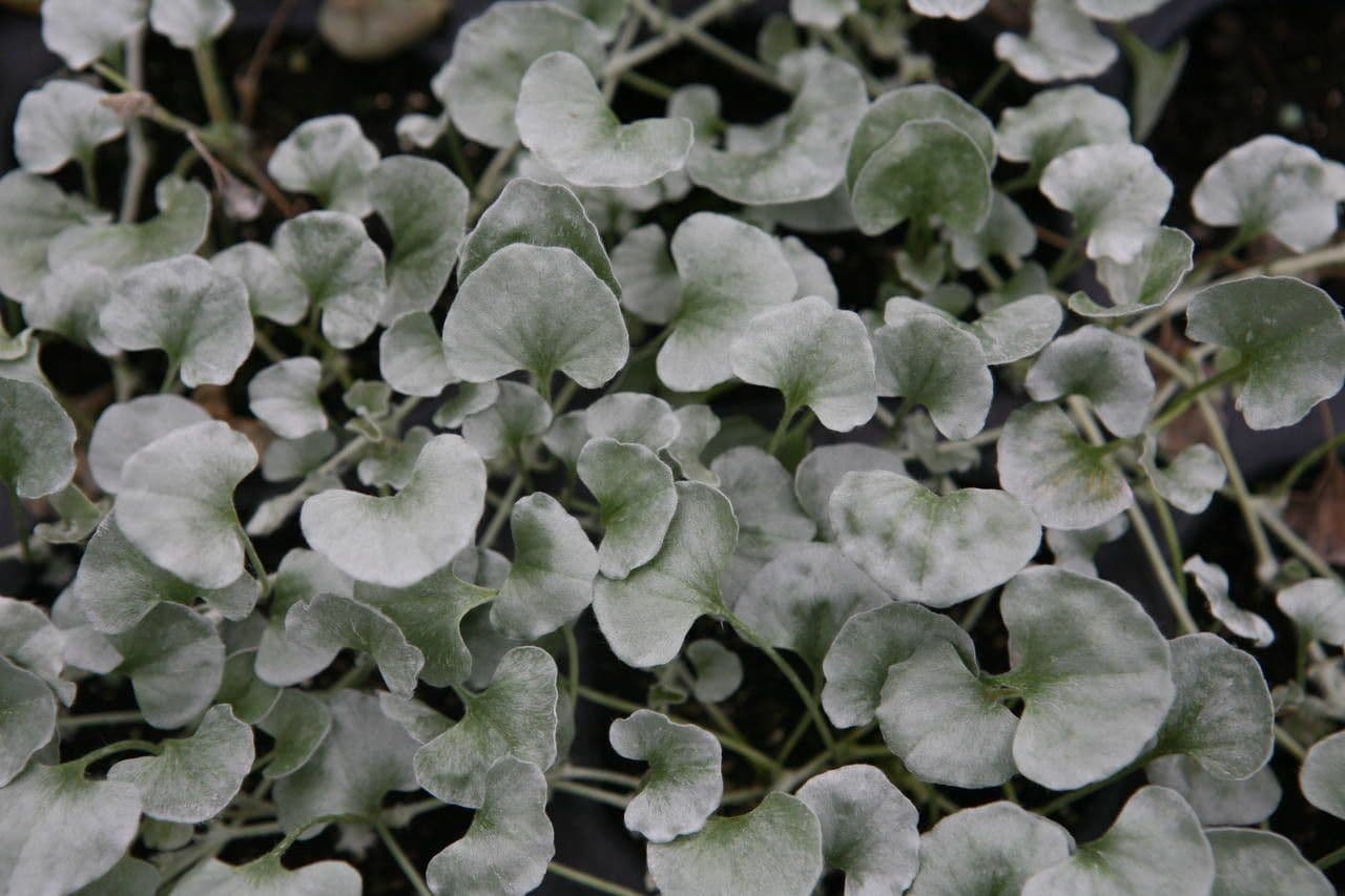 Dichondra argentea 12