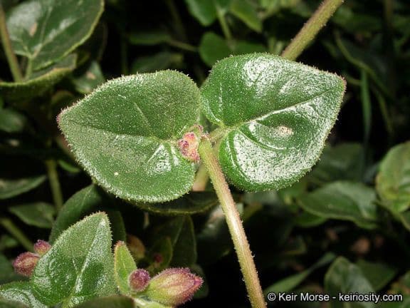Mirabilis laevis 14