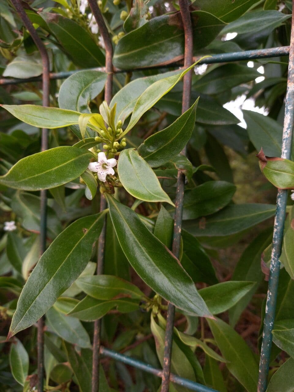 Myoporum laetum 8