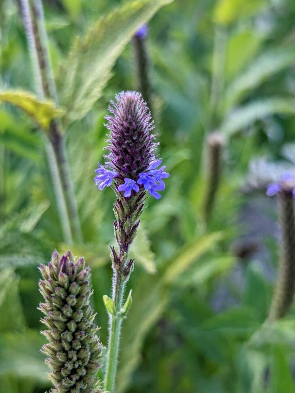 Verbena 3