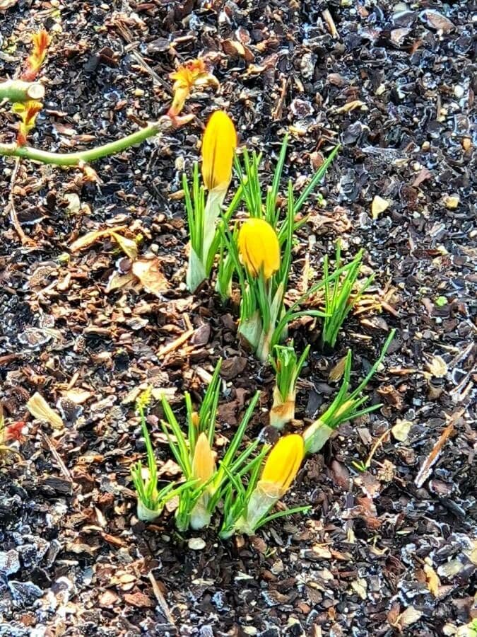 Goldkrokus 13