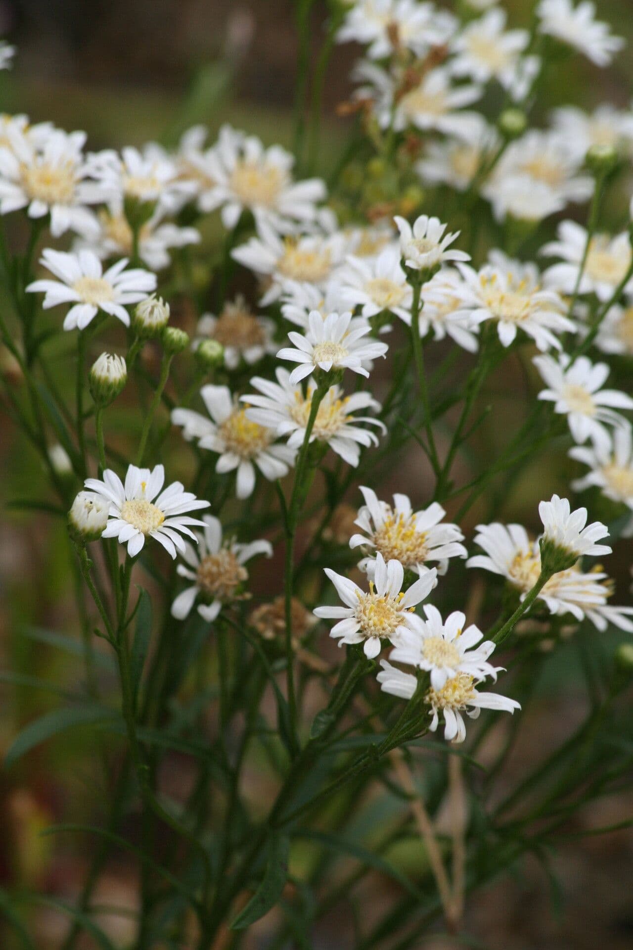 Solidago ptarmicoides