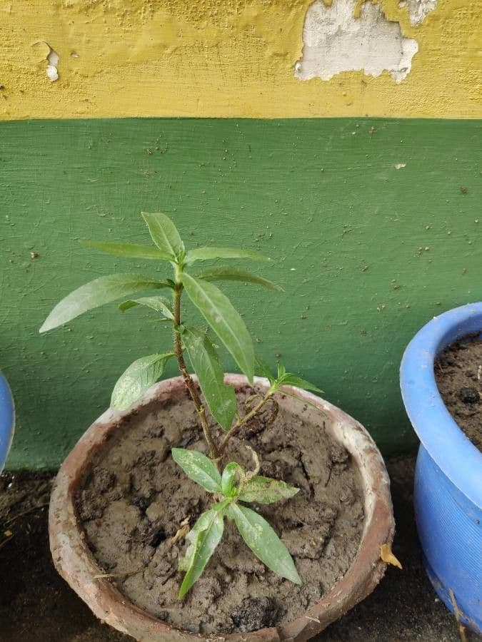 Hygrophila 17