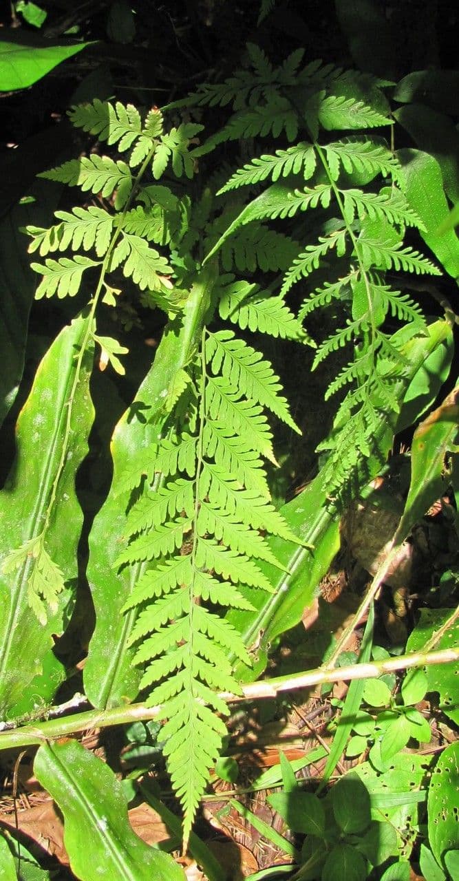 Dryopteris patula 2