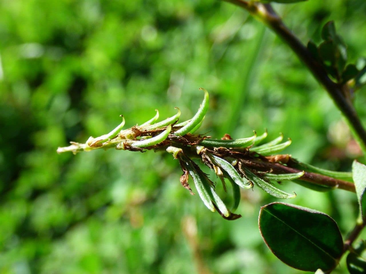 Indigofera hendecaphylla 3