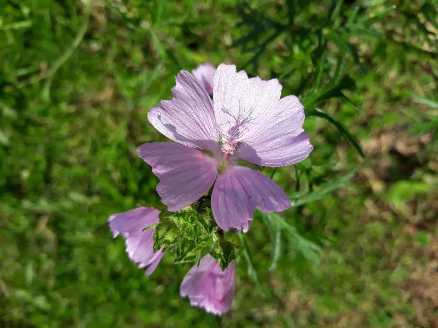 Malva moscata 9