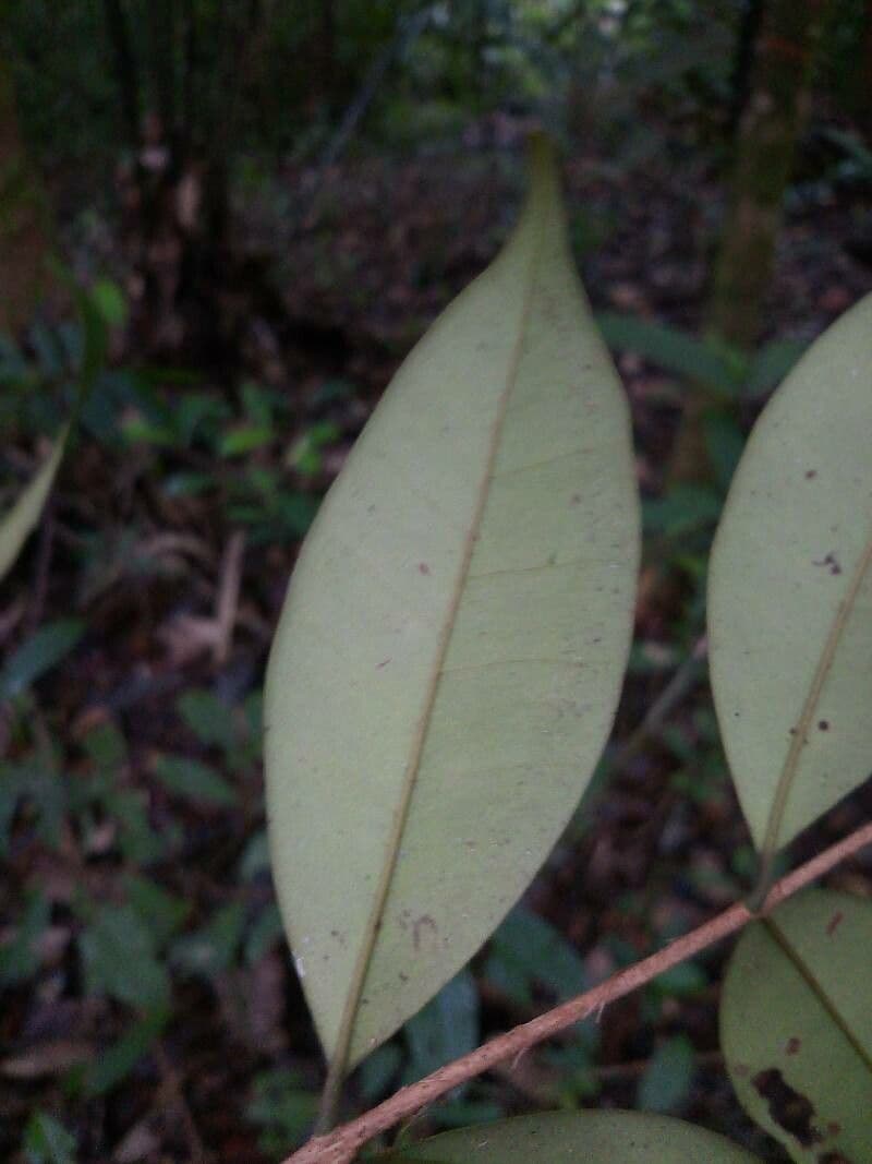 Eugenia 2