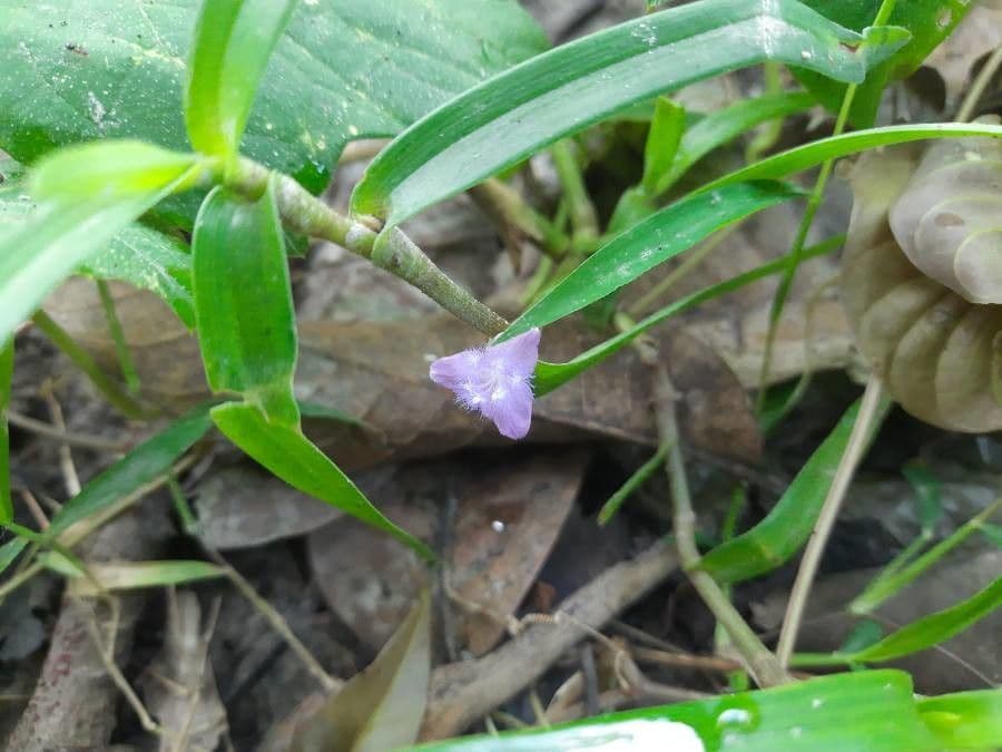 Cyanotis axillaris 3