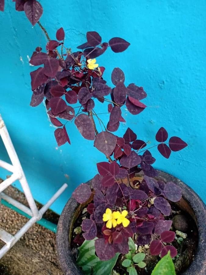 Euphorbe cotinifolia 3