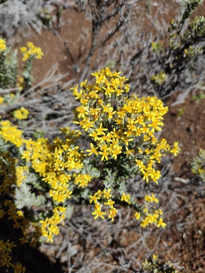 Hubertia 7
