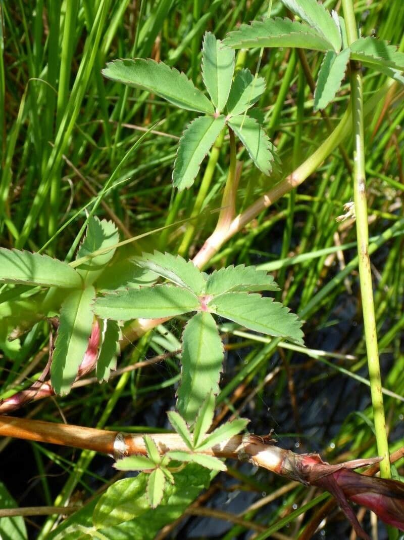 Cinquefoglie delle paludi 28
