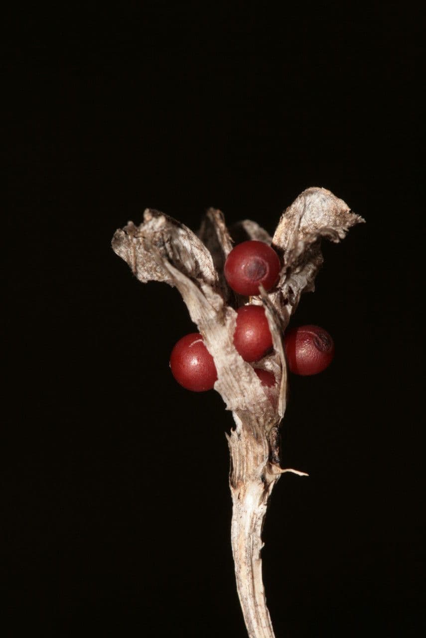 Romulea 5