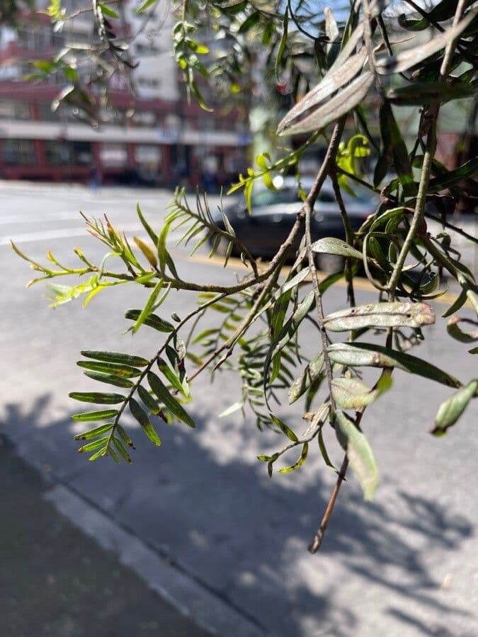 Schinus areira 7