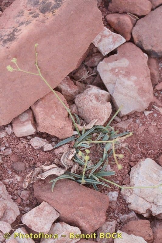 Bupleurum 3