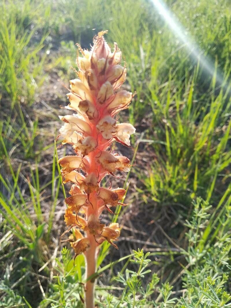 Orobanche amethystea 17