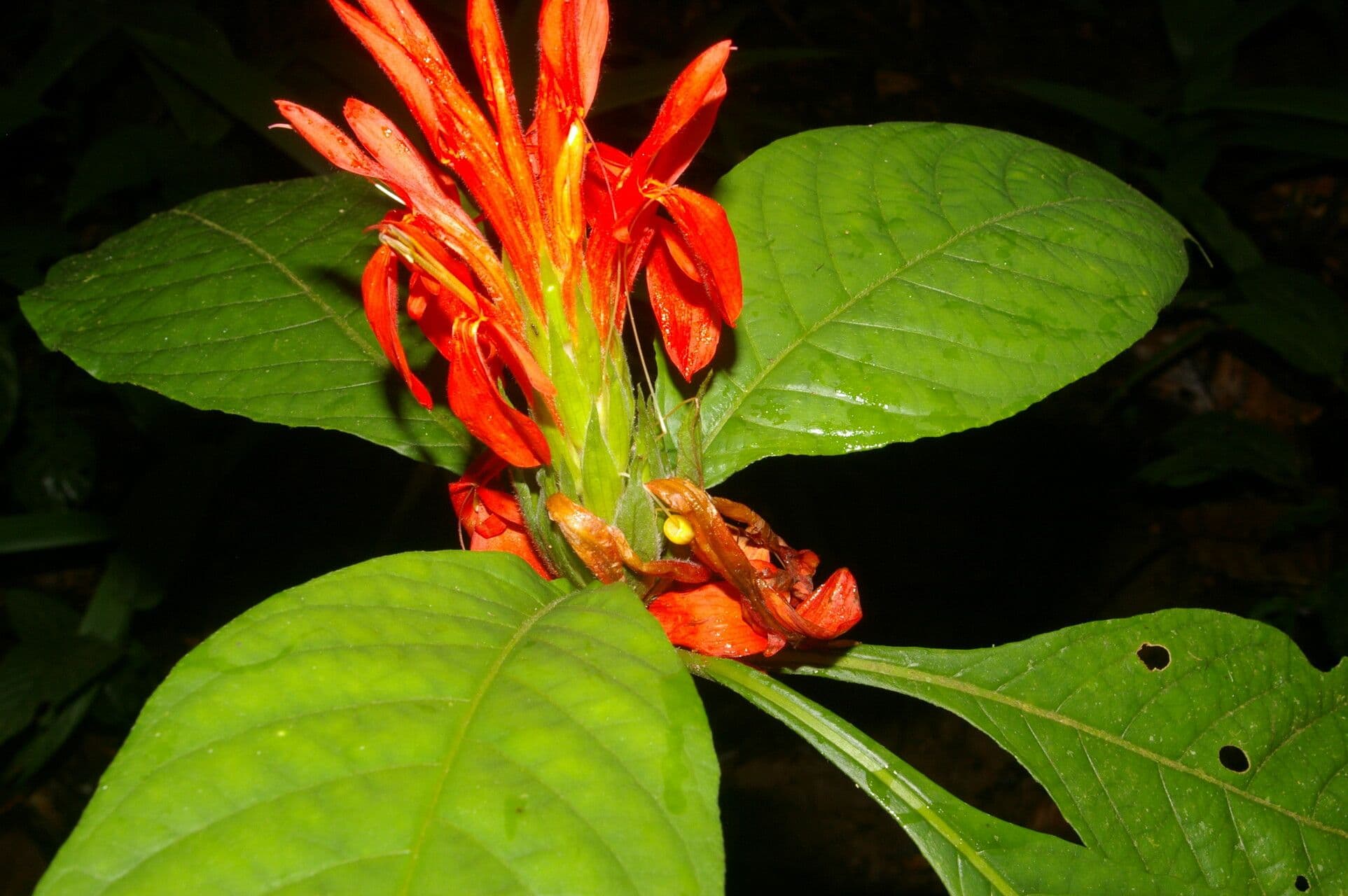 Aphelandra tridentata 3