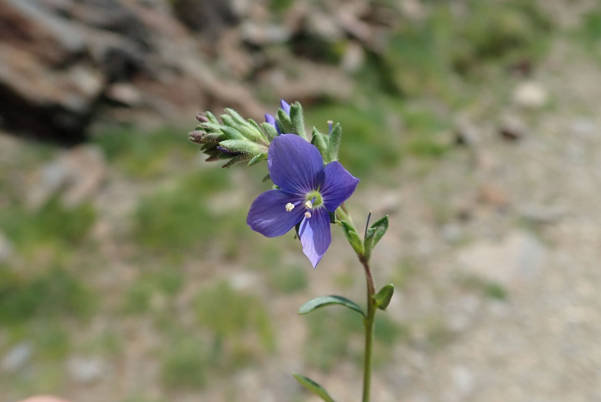 Veronica fruticulosa 8