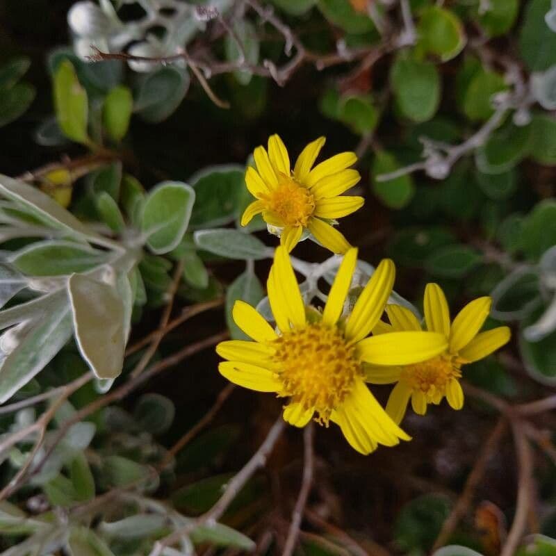 Brachyglottis 5