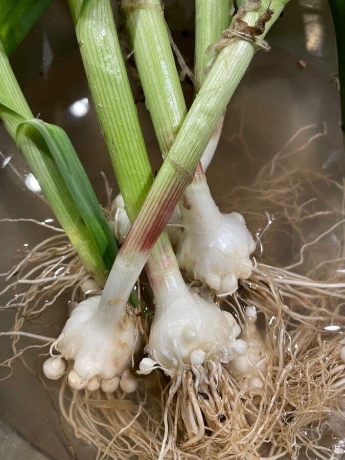 Aglio porro 3