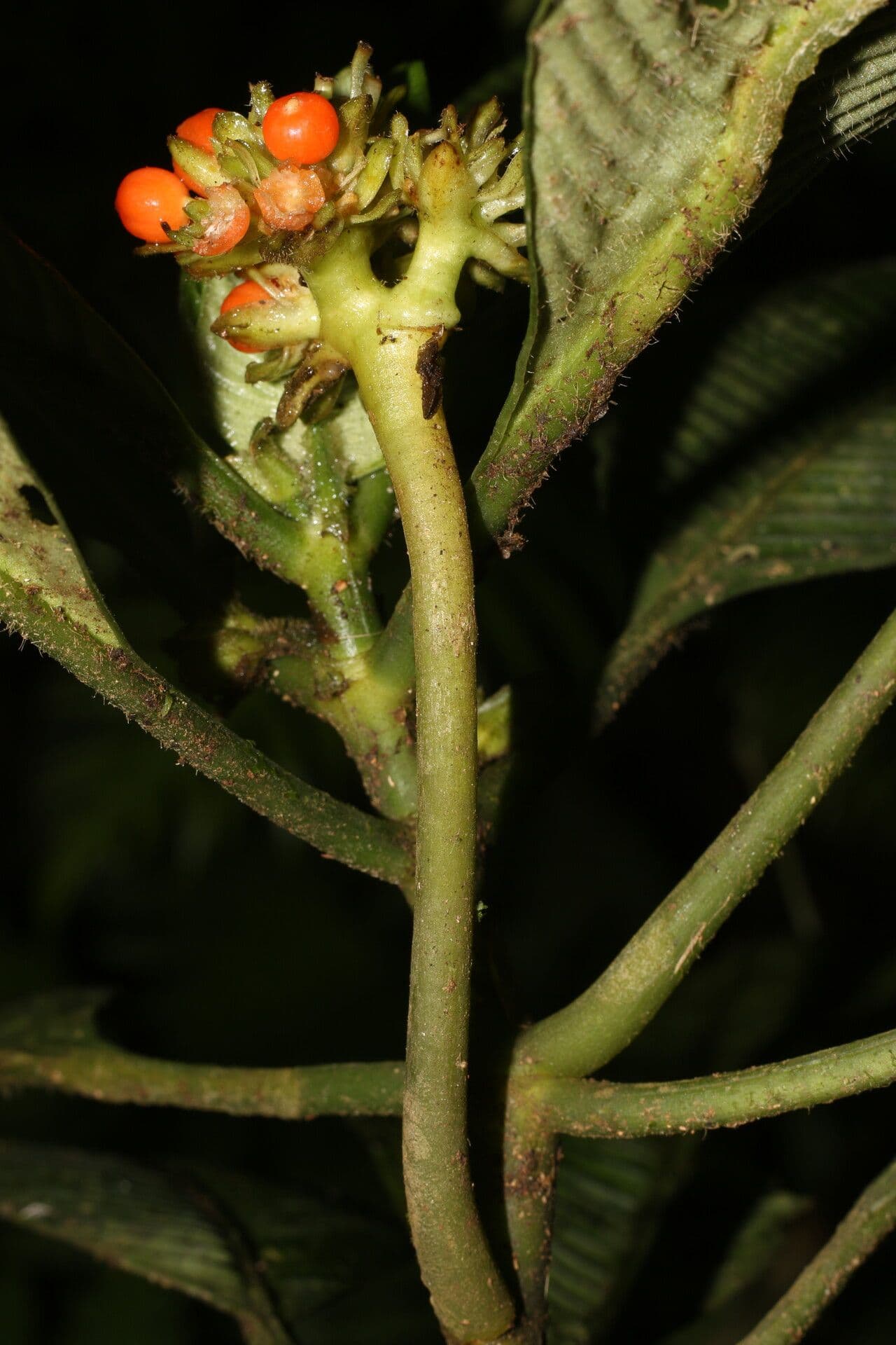 Polyphlebia 10