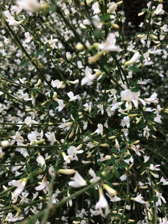 Ginestra multiflora 4