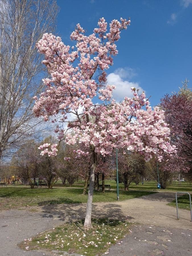 Soulanges-Magnolie 11