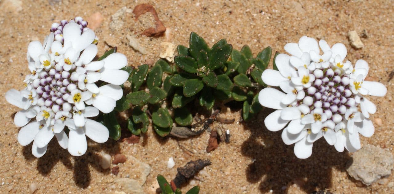 Iberis procumbens 6
