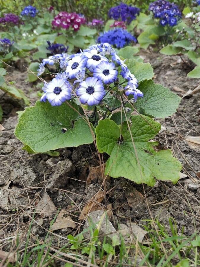 Pericallis 13