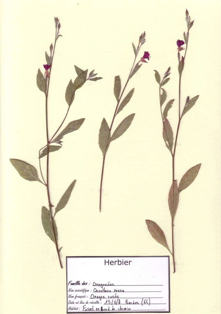 Enagra 26