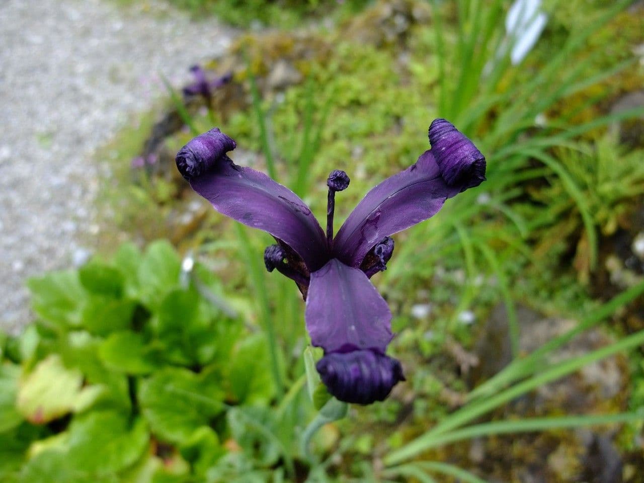 Iris à veines dorées