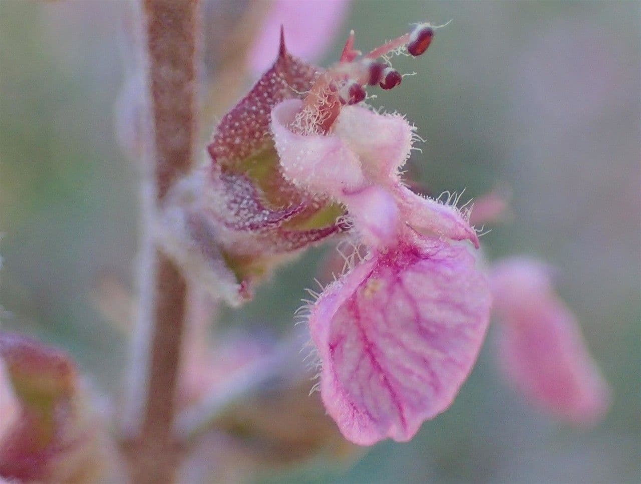 Teucrium 5