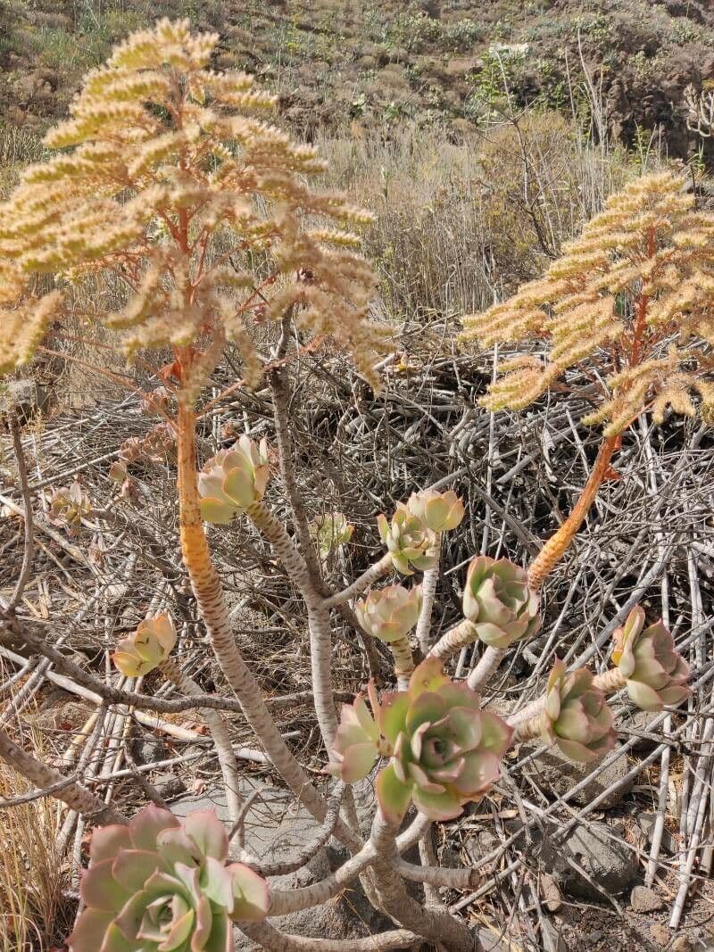 Aeonium percarneum 3