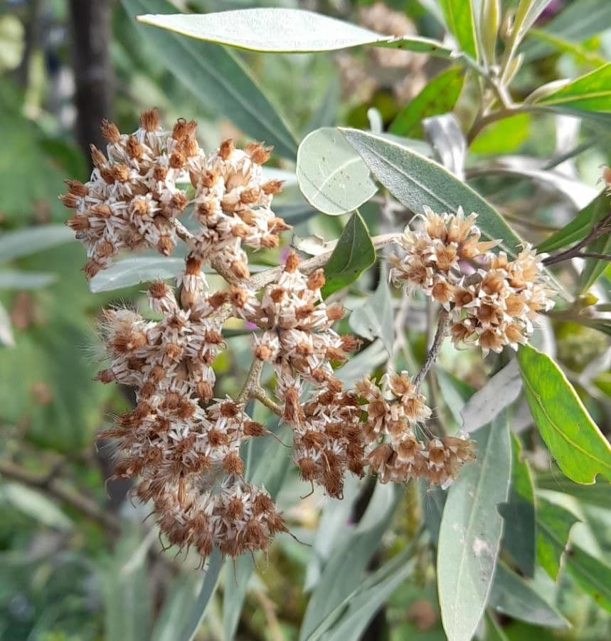 Tessaria 4