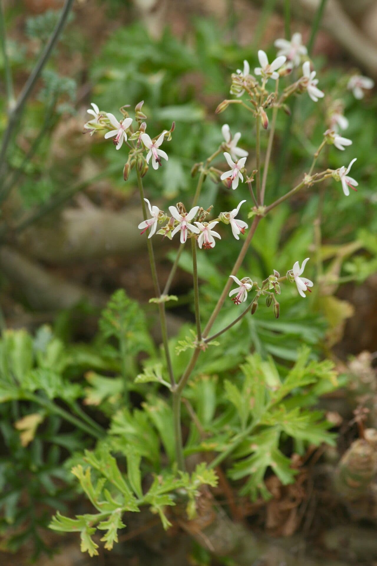 Pelargonio