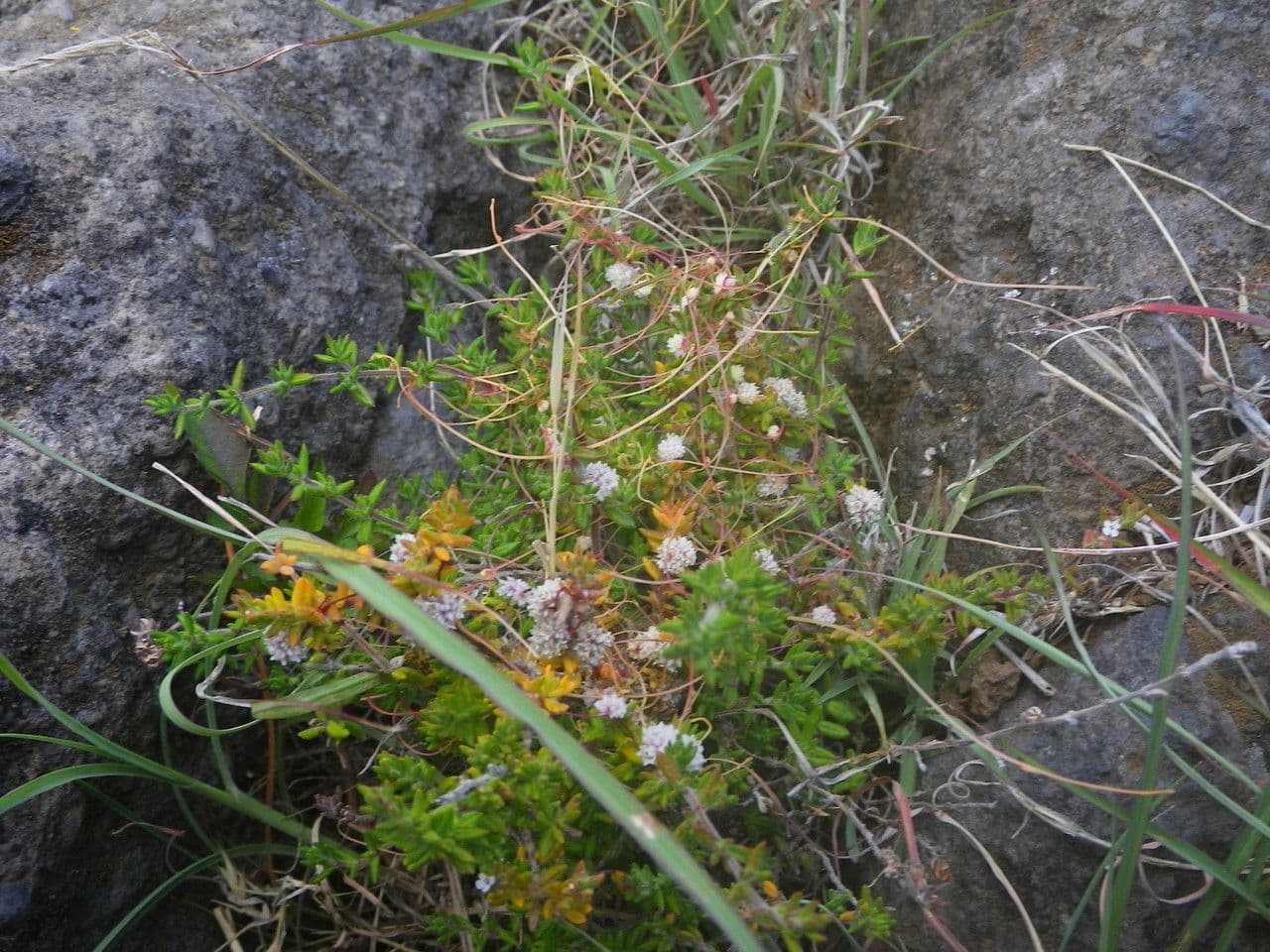 Cuscuta a semi piccoli 8