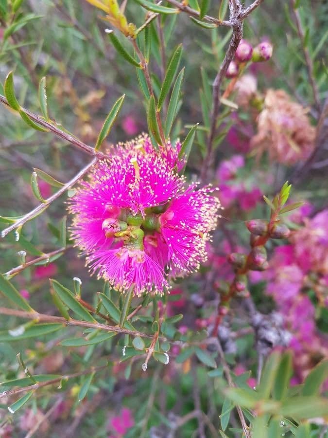 Melaleuca 3