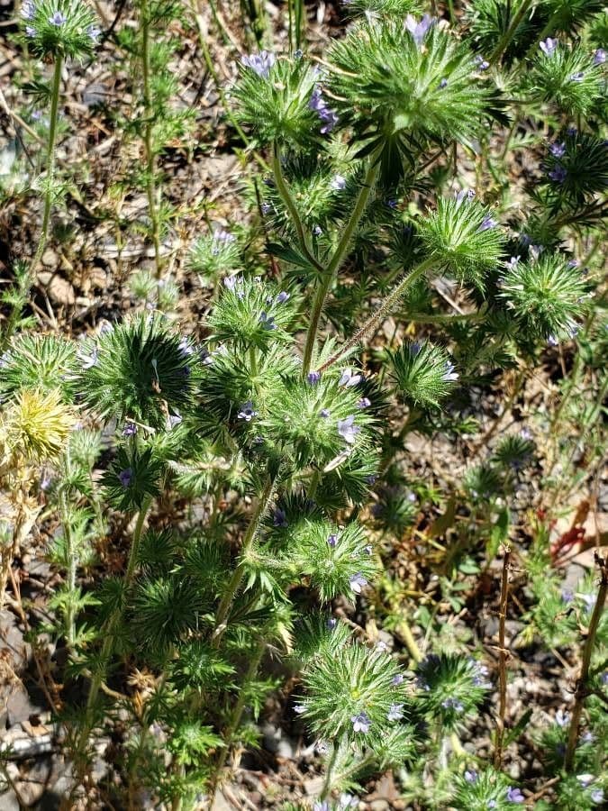 Navarretia 3