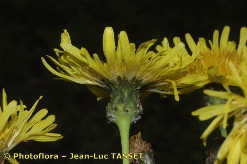 Sonchus 3